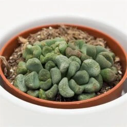 Aloinopsis Schooneesii - 8,5cm