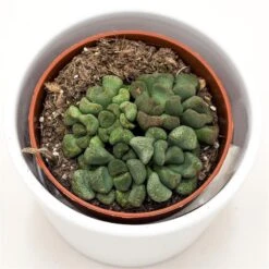 Aloinopsis Schooneesii - 8,5cm -Gartenbedarf Verkäufe 2024 aloinopsis schooneesii 8cm2