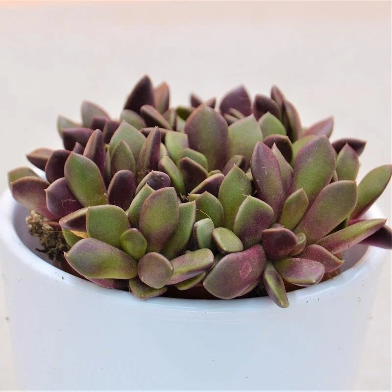 Anacampseros Retusa F. Rubra - 8,5cm 5 Anacampseros Retusa F. Rubra - 8,5cm - Image 3