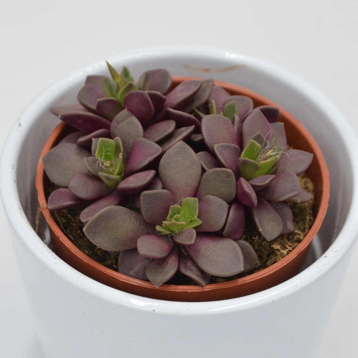 Anacampseros Retusa F. Rubra - 8,5cm 3 Anacampseros Retusa F. Rubra - 8,5cm