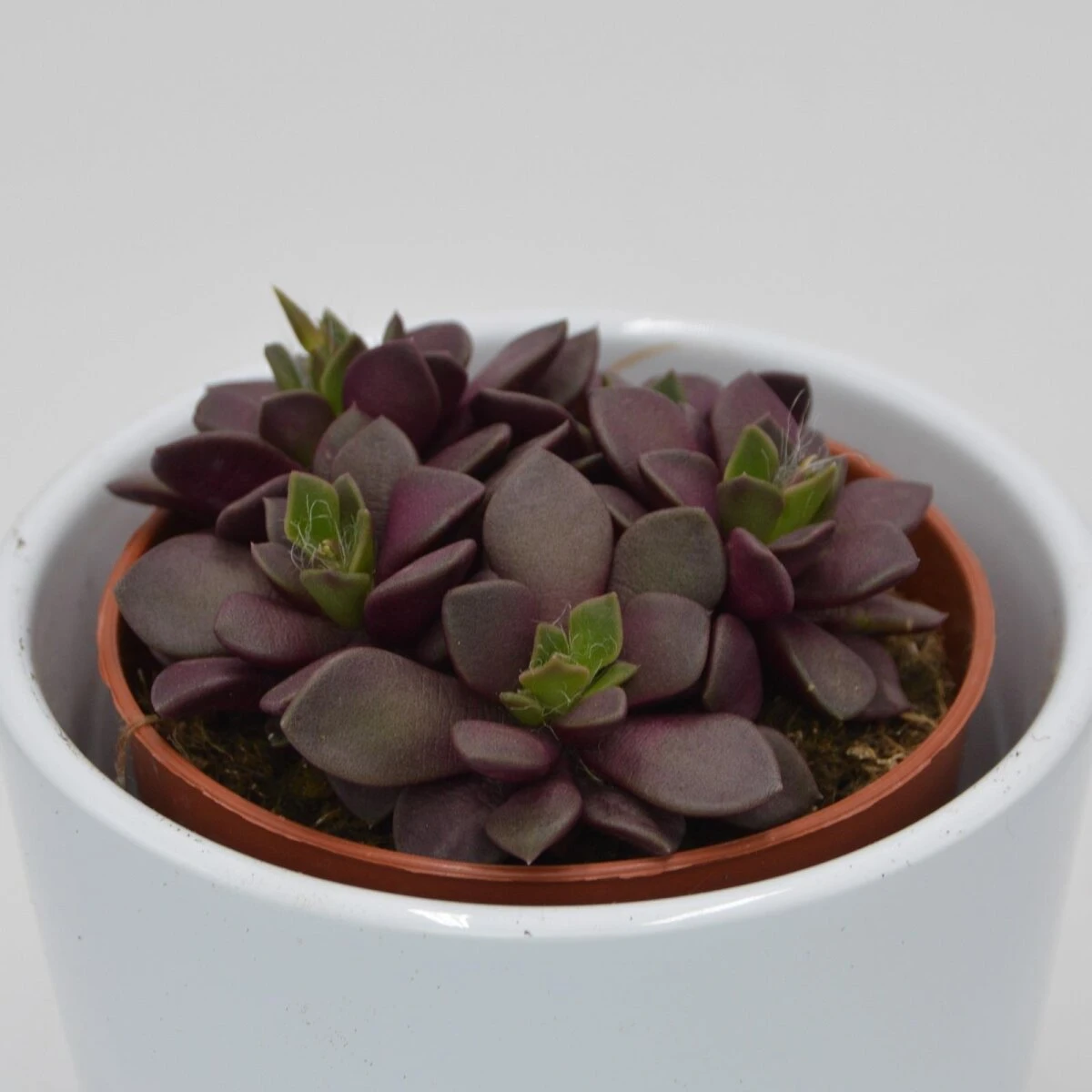 Anacampseros Retusa F. Rubra - 8,5cm 6 Anacampseros Retusa F. Rubra - 8,5cm - Image 4