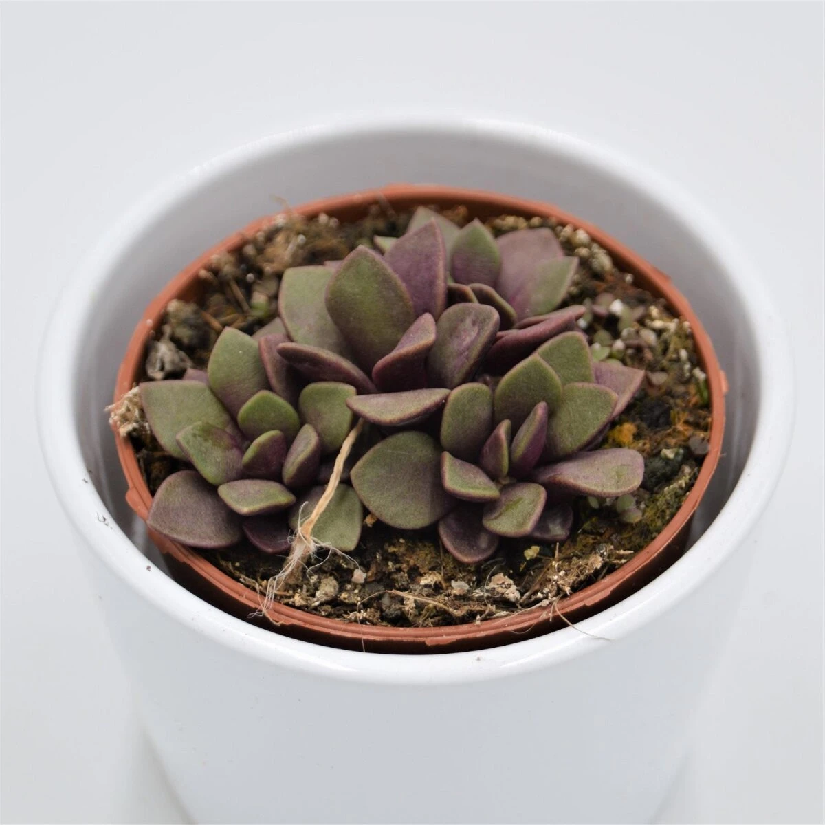 Anacampseros Retusa F. Rubra - 8,5cm 4 Anacampseros Retusa F. Rubra - 8,5cm - Image 2