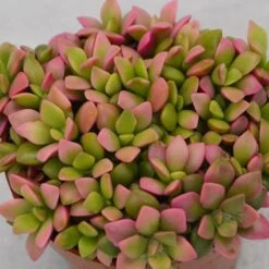 Anacampseros Rufescens Subsp. Variegata - 9cm -Gartenbedarf Verkäufe 2024 anacampseros rufescens subsp variegata 9cm2