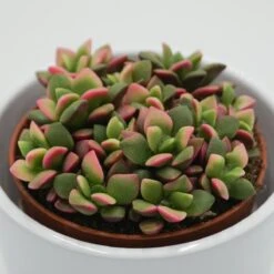 Anacampseros Rufescens Subsp. Variegata - 9cm -Gartenbedarf Verkäufe 2024 anacampseros rufescens subsp variegata 9cm3