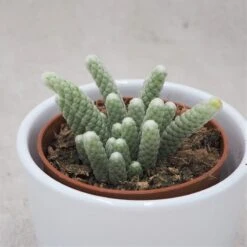 Avonia Papyracea - 8,5cm