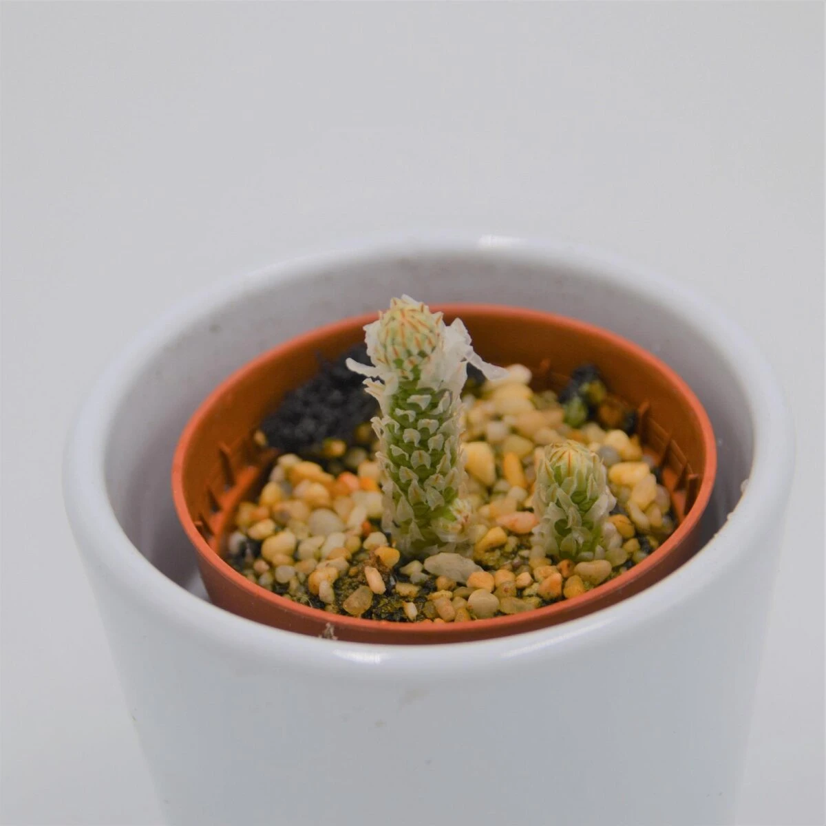 Avonia Recurvata - 5,5cm 3 Avonia Recurvata - 5,5cm