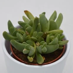 Cheiridopsis Purpurea - 8,5cm