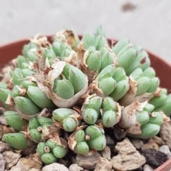 Conophytum Species - 10,5cm 9 Conophytum Species - 10,5cm -Gartenbedarf Verkäufe 2024 conophytum species 10cm