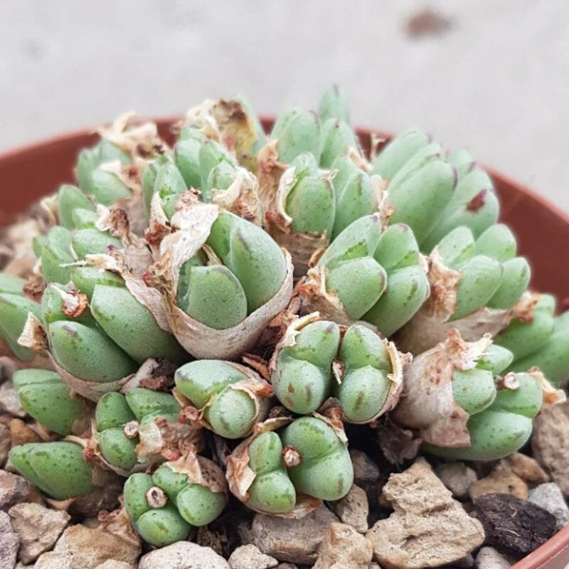 Conophytum Species - 10,5cm 6 Conophytum Species - 10,5cm - Image 4