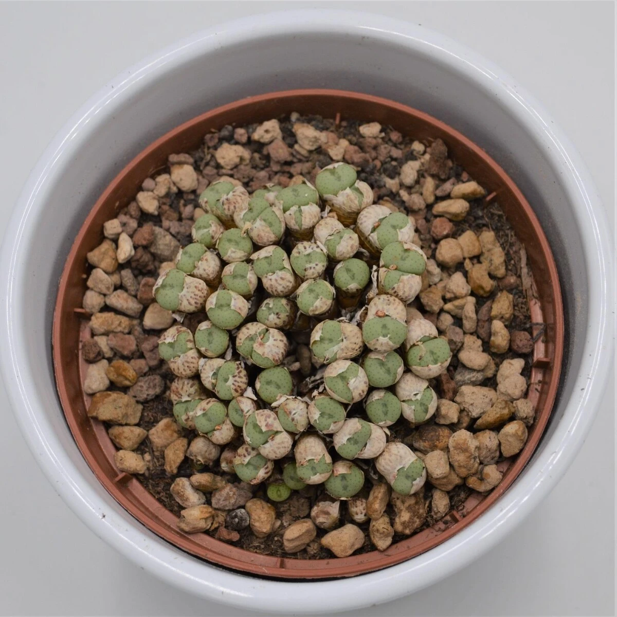 Conophytum Species - 10,5cm 3 Conophytum Species - 10,5cm