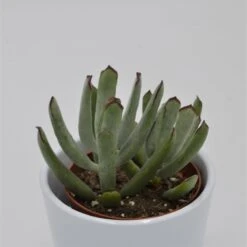 Cotyledon Octopus - 8,5cm