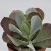 Cotyledon Orbiculata - 13cm