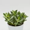 Cotyledon Orbiculata Picco Coin - 12cm