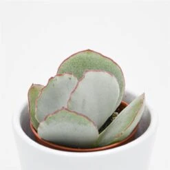 Cotyledon Ssp. - 5,5cm -Gartenbedarf Verkäufe 2024 cotyledon orbiculata picco coin 22