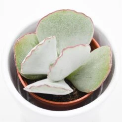 Cotyledon Ssp. - 5,5cm -Gartenbedarf Verkäufe 2024 cotyledon orbiculata picco coin 23