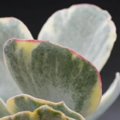 Cotyledon Undulata F. Variegata - 12cm