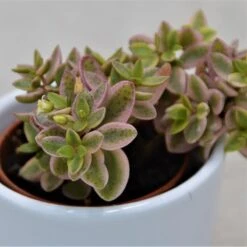 Crassula Albomarginalis Mini Kitty - 5,5cm