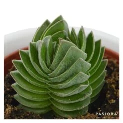 Crassula Buddha´s Temple - 6cm