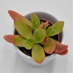 Crassula Capitella Campfire - 5,5cm -Gartenbedarf Verkäufe 2024 crassula capitella campfire 5cm2