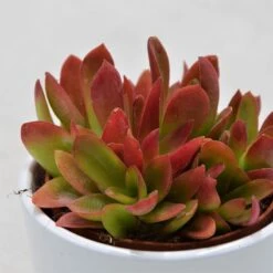 Crassula Capitella Campfire - 8,5cm -Gartenbedarf Verkäufe 2024 crassula capitella campfire 8cm