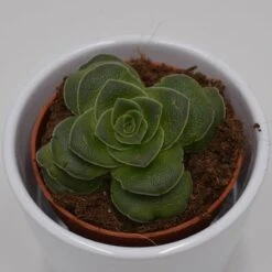 Crassula Capitella V. Turrita - 8,5cm 7 Crassula Capitella V. Turrita - 8,5cm -Gartenbedarf Verkäufe 2024 crassula capitella v turrita 8cm