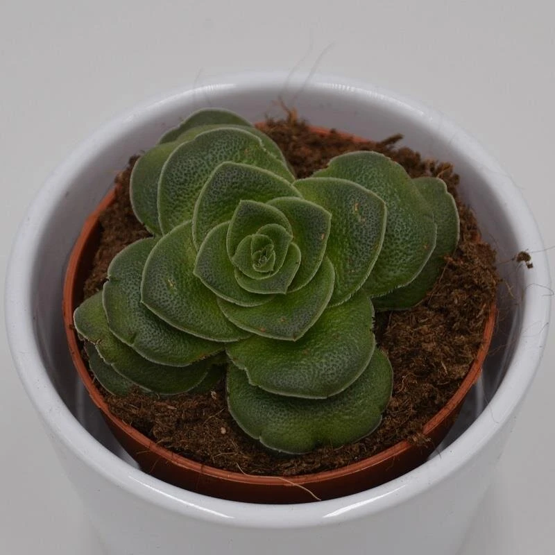 Crassula Capitella V. Turrita - 8,5cm 5 Crassula Capitella V. Turrita - 8,5cm - Image 3