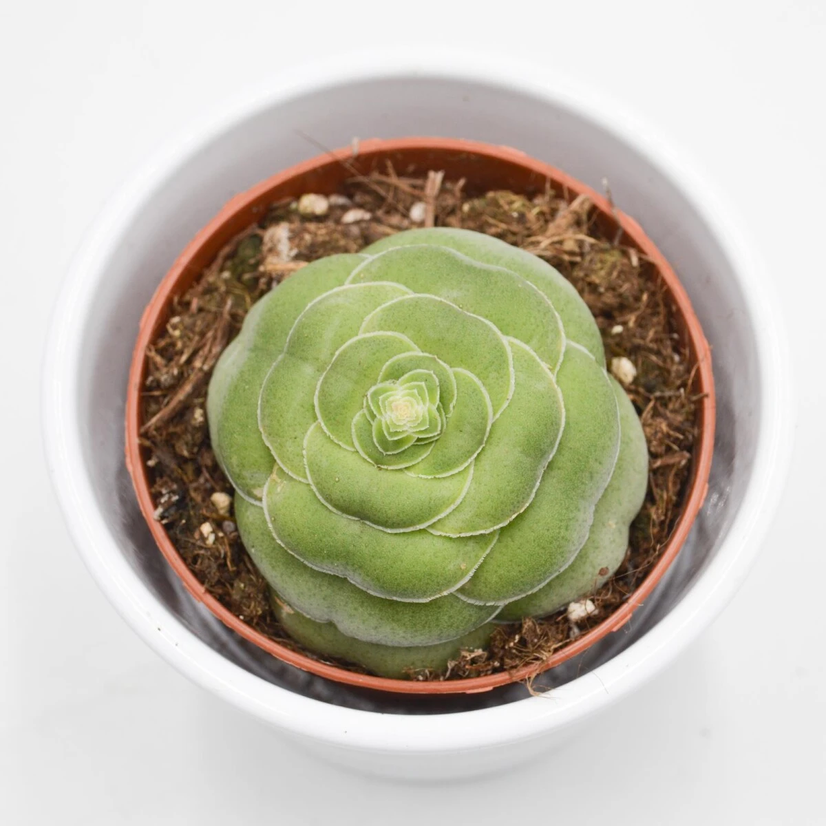 Crassula Capitella V. Turrita - 8,5cm 4 Crassula Capitella V. Turrita - 8,5cm - Image 2