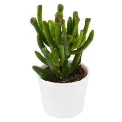 Crassula Coral - 6cm -Gartenbedarf Verkäufe 2024 crassula coral 6cm