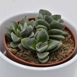 Crassula Coralita - 8,5cm