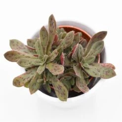 Crassula Exilis Subsp. Picturata - 5,5cm -Gartenbedarf Verkäufe 2024 crassula exilis subsp picturata 5cm