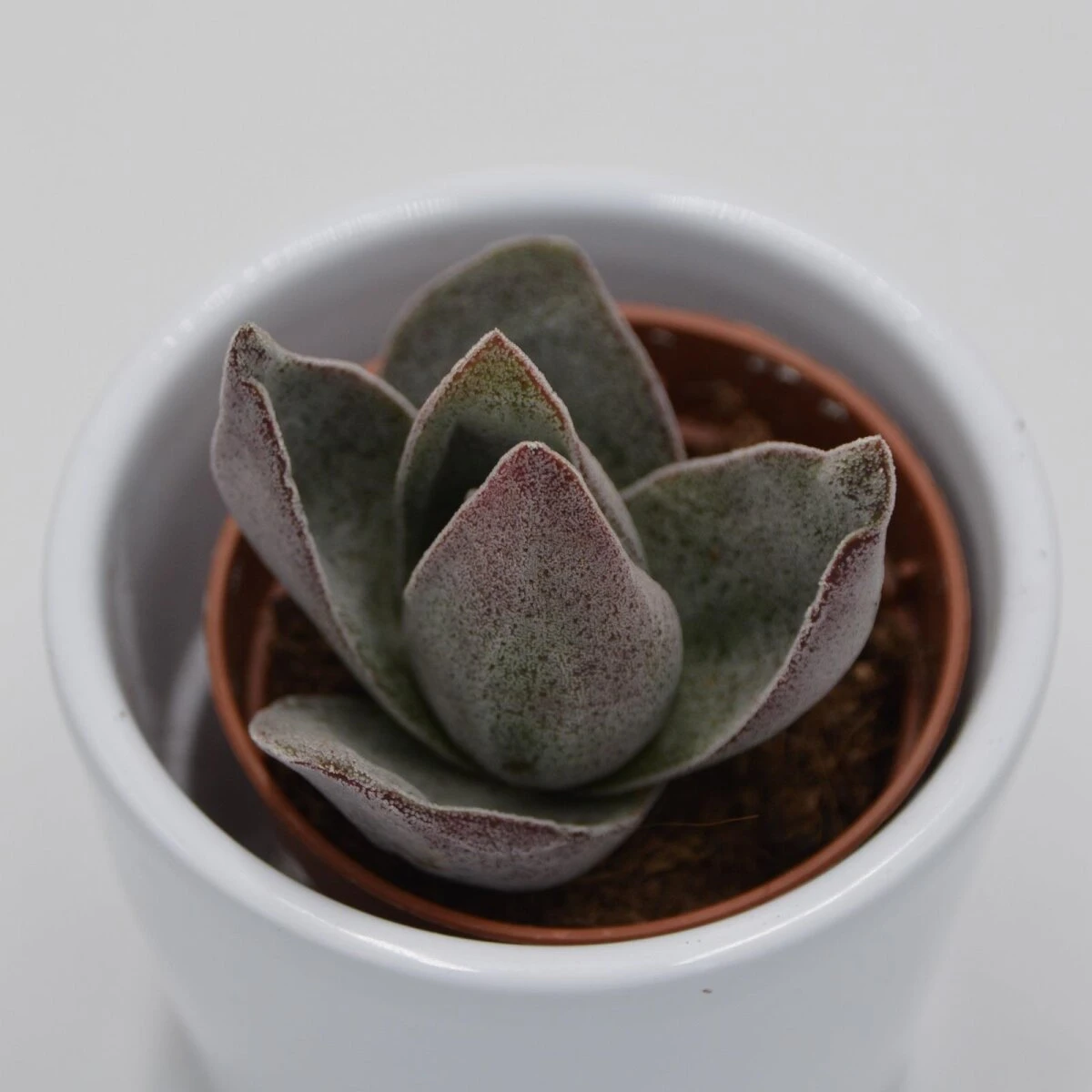 Crassula Garnet Lotus - 5,5cm 3 Crassula Garnet Lotus - 5,5cm