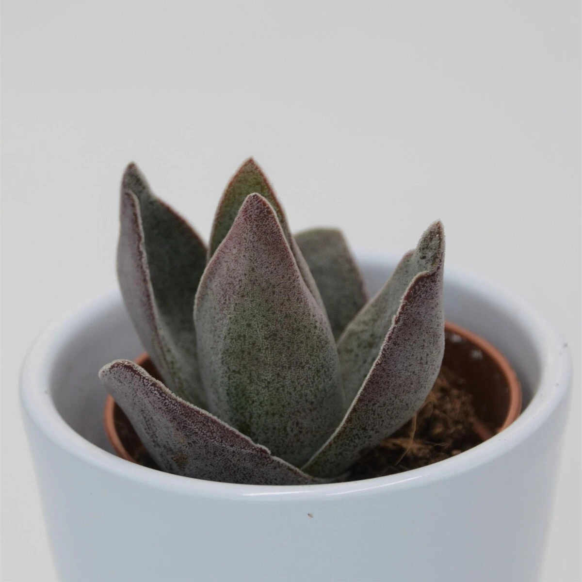 Crassula Garnet Lotus - 5,5cm 4 Crassula Garnet Lotus - 5,5cm - Image 2