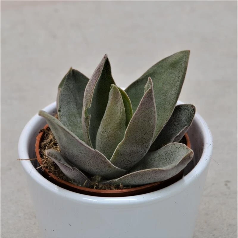 Crassula Garnet Lotus - 8,5cm 4 Crassula Garnet Lotus - 8,5cm - Image 2