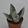 Crassula Garnet Lotus - 8,5cm