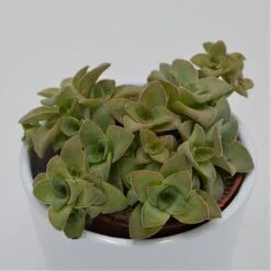 Crassula Green Trumpet - 8,5cm
