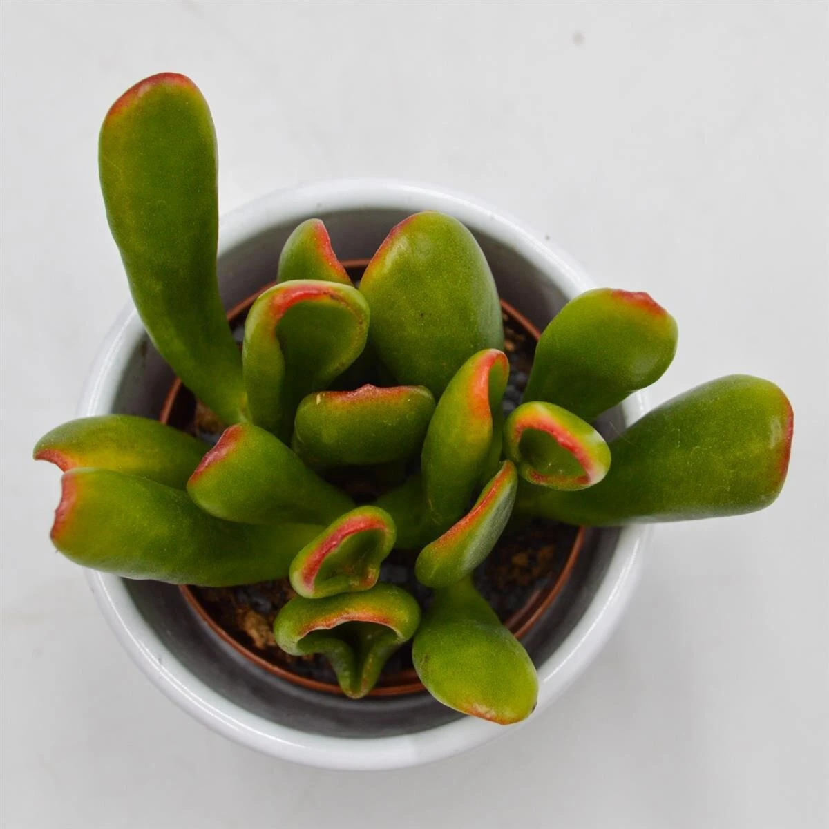 Crassula Hobbit Sunsest - 5,5cm 3 Crassula Hobbit Sunsest - 5,5cm