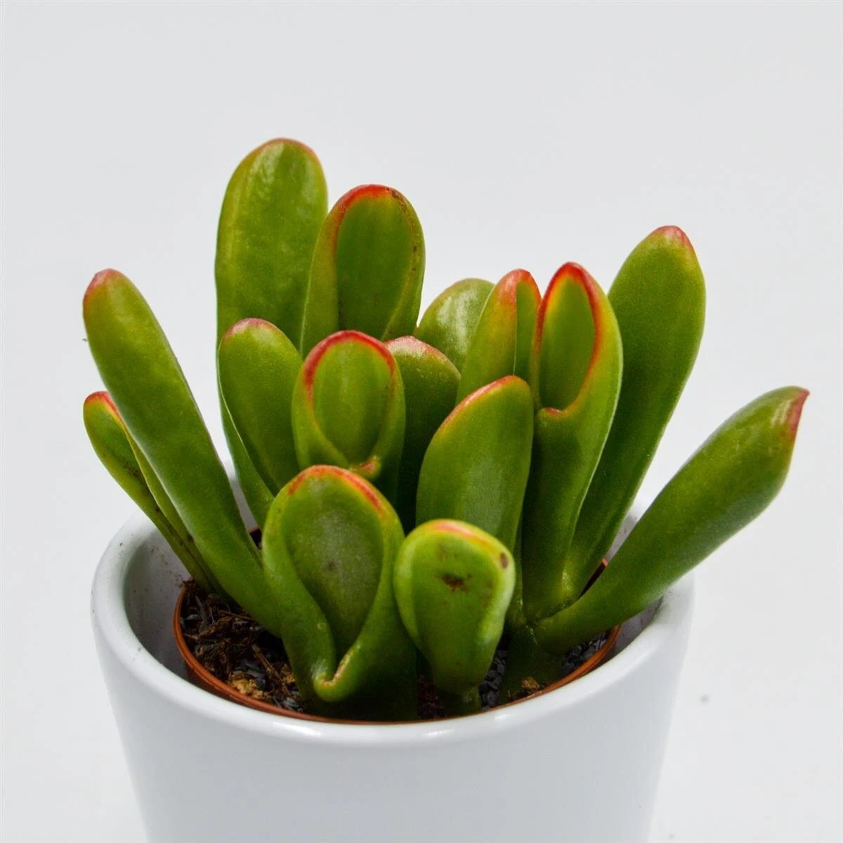 Crassula Hobbit Sunsest - 5,5cm 4 Crassula Hobbit Sunsest - 5,5cm - Image 2