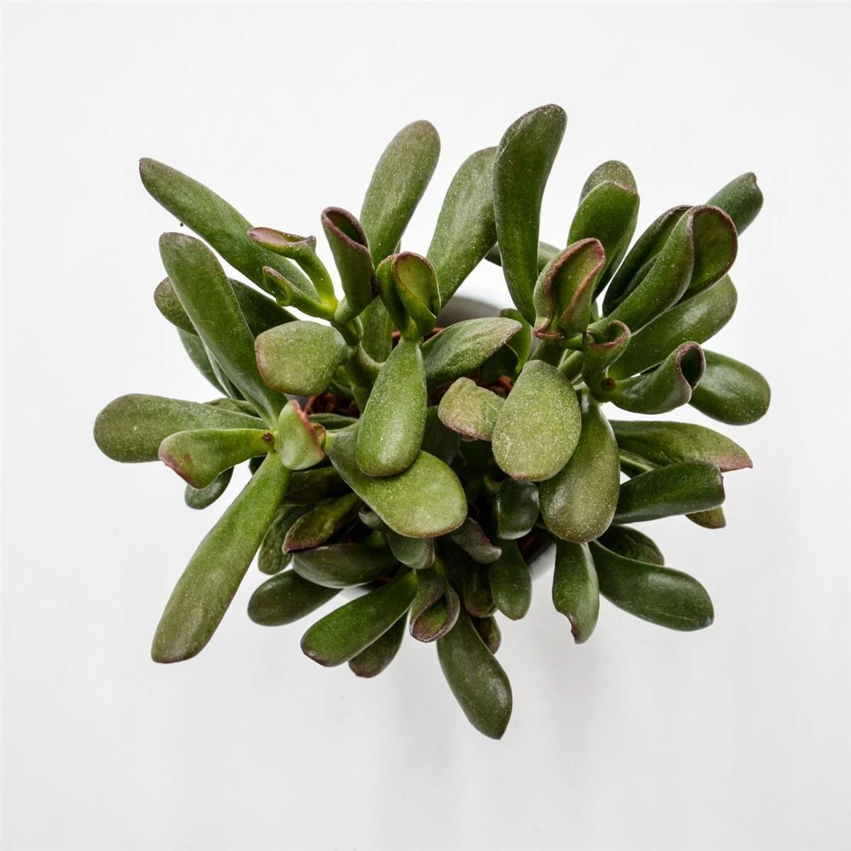 Crassula Hobbit Sunsest - 8,5cm 4 Crassula Hobbit Sunsest - 8,5cm - Image 2