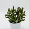 Crassula Hobbit Sunsest - 8,5cm