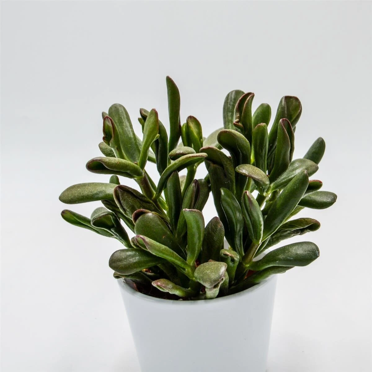 Crassula Hobbit Sunsest - 8,5cm 3 Crassula Hobbit Sunsest - 8,5cm