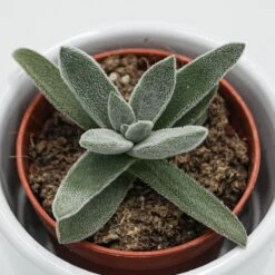 Crassula Mesembryanthemoides Tenelli - 6cm -Gartenbedarf Verkäufe 2024 crassula mesembryanthemoides tenelli 6cm3