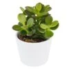 Crassula Minor - 6cm -Gartenbedarf Verkäufe 2024 crassula minor 6cm