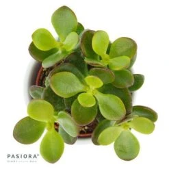 Crassula Minor - 6cm -Gartenbedarf Verkäufe 2024 crassula minor 6cm2