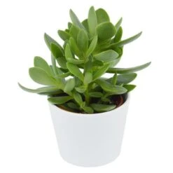 Crassula Money Maker - 6cm -Gartenbedarf Verkäufe 2024 crassula money maker 6cm2