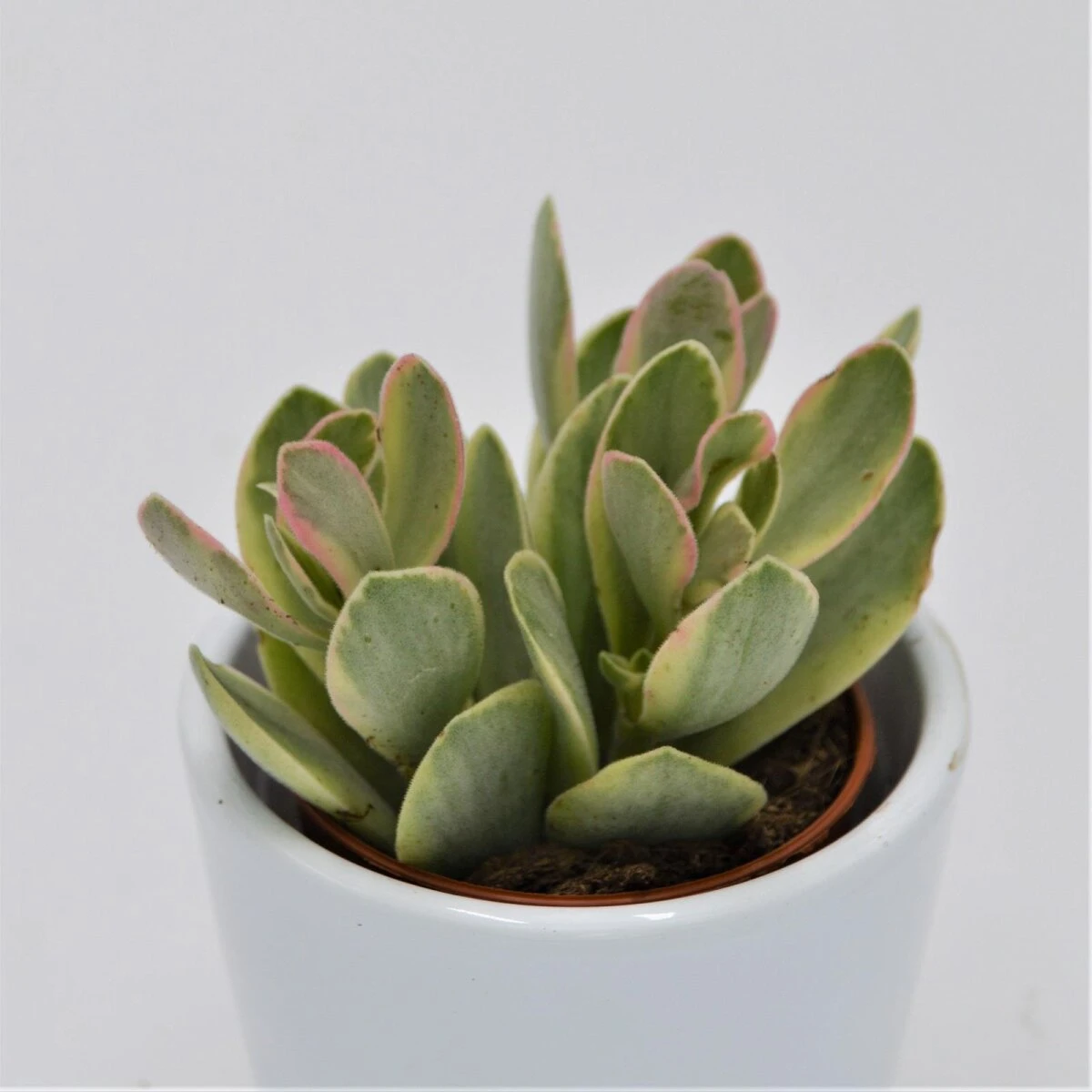 Crassula Money Maker Variegata - 5,5cm 3 Crassula Money Maker Variegata - 5,5cm