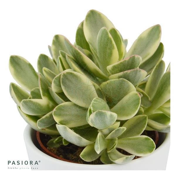 Crassula Money Maker Variegata - 6cm 5 Crassula Money Maker Variegata - 6cm - Image 3