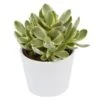 Crassula Money Maker Variegata - 6cm 2 Crassula Money Maker Variegata - 6cm -Gartenbedarf Verkäufe 2024 crassula money maker variegata 6cm2