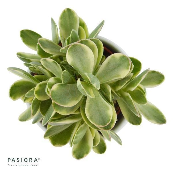 Crassula Money Maker Variegata - 6cm 4 Crassula Money Maker Variegata - 6cm - Image 2