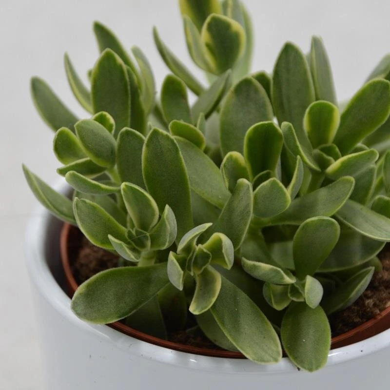 Crassula Money Maker Variegata - 8,5cm 4 Crassula Money Maker Variegata - 8,5cm - Image 2