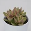 Crassula Money Maker Variegata - 8,5cm -Gartenbedarf Verkäufe 2024 crassula money maker variegata 8cm2